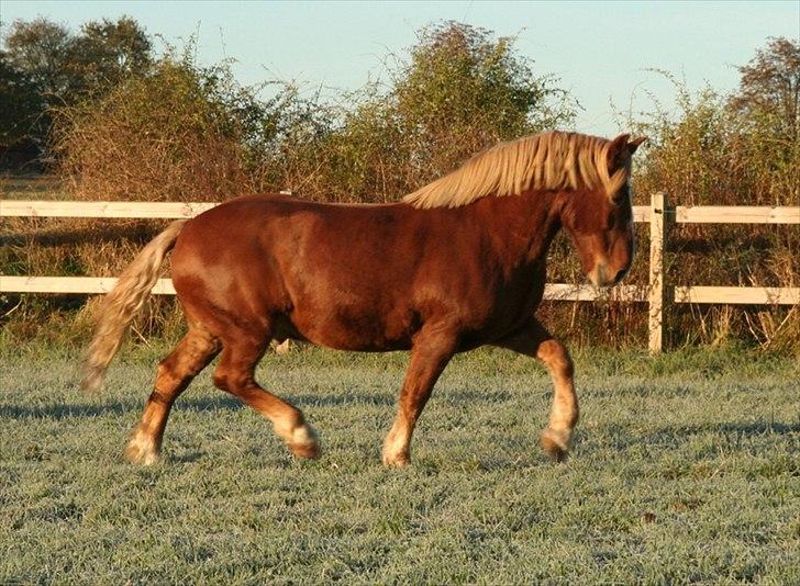 Anden særlig race Anton billede 6