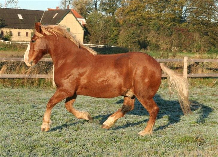 Anden særlig race Anton billede 7