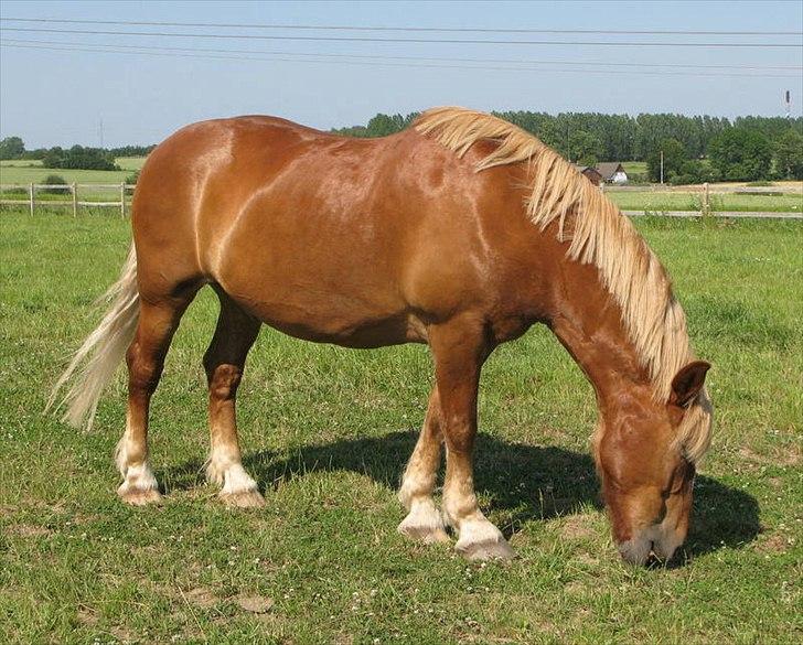 Anden særlig race Anton billede 8