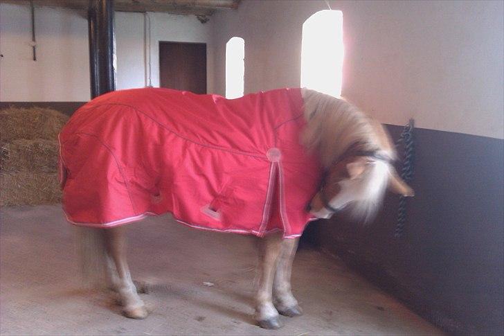 Haflinger Jackpot billede 7