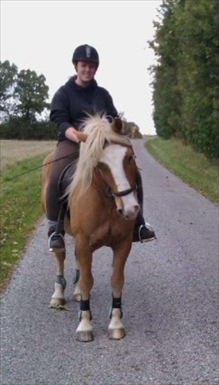Haflinger Jackpot billede 8