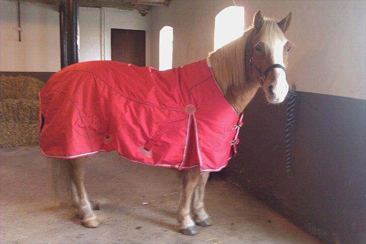 Haflinger Jackpot billede 9