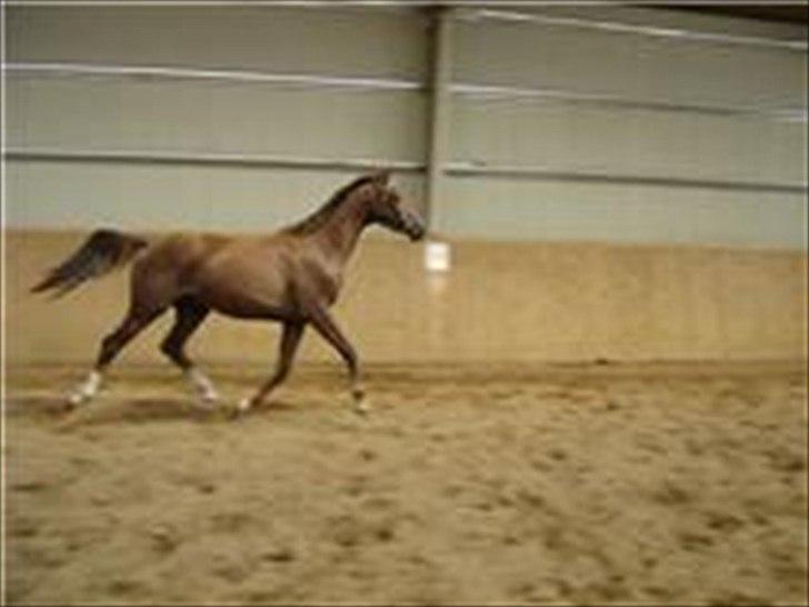 Dansk Varmblod Donadoni "G" *Solgt* - Nyeste billeder af donse drengen. :P billede 16