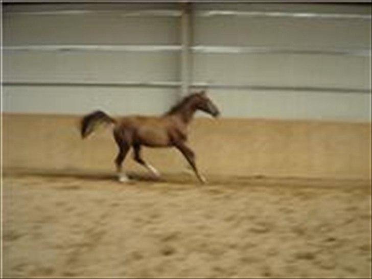 Dansk Varmblod Donadoni "G" *Solgt* billede 17