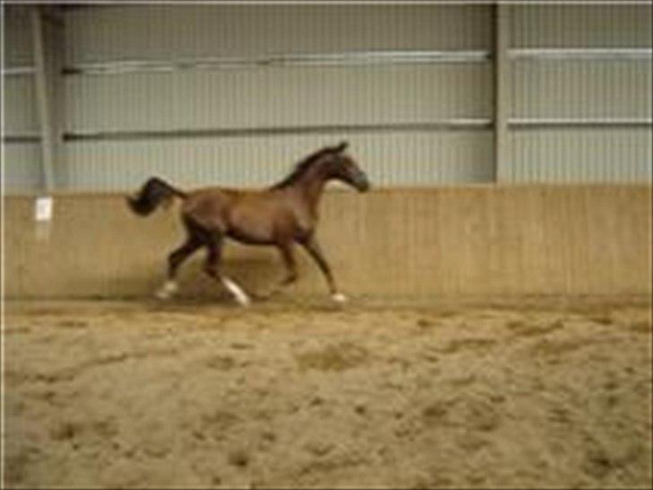 Dansk Varmblod Donadoni "G" *Solgt* billede 18