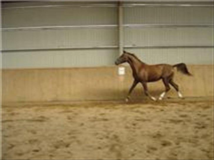 Dansk Varmblod Donadoni "G" *Solgt* billede 19