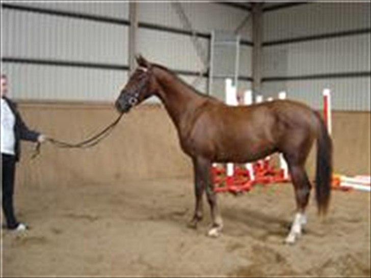 Dansk Varmblod Donadoni "G" *Solgt* billede 20