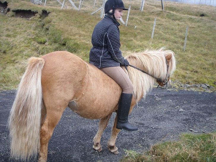 Færøsk hest Ljósi [Haft i pleje] - Min søster Rebekka rider Ljósi (: | 09-10-2010 billede 2