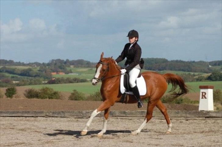 Anden særlig race Joep *SOLGT* - VHM Klubmesterskab 2010 - LC2. billede 3