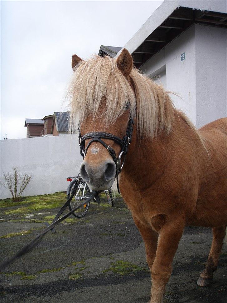 Færøsk hest Ljósi [Haft i pleje] - 09-10-2010 billede 3