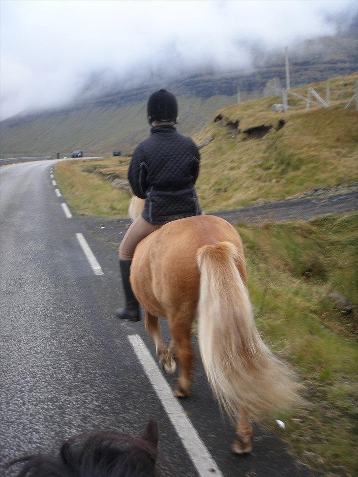 Færøsk hest Ljósi [Haft i pleje] - På ridetur med Ljósi og Tóki (: |  09-10-2010 billede 15