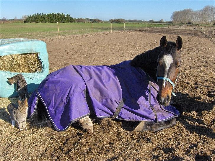 Oldenborg Rosenhavens Sindi - hun tager lige en morfar ;D billede 5