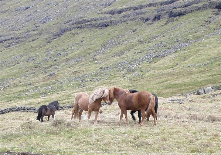 Færøsk hest Ljósi [Haft i pleje] - Líggjas, Ljósi og (islænderen) Freyr | 27-09-2010 billede 18