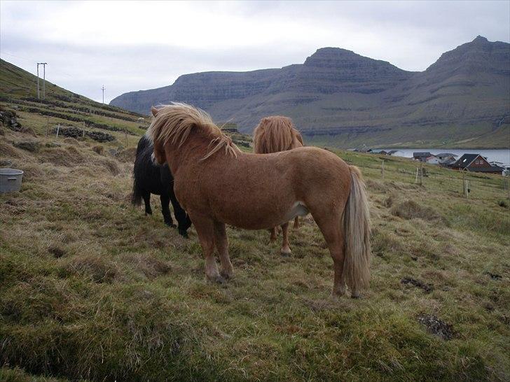 Færøsk hest Ljósi [Haft i pleje] - 27-09-2010 billede 9