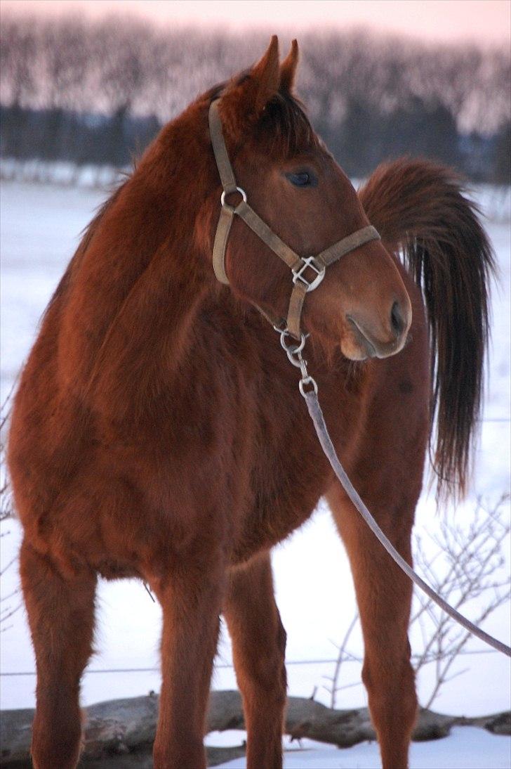 Fuldblod (XX) Empress Desdemona •RIP• - 20 februar 2011 snart 2 år billede 11