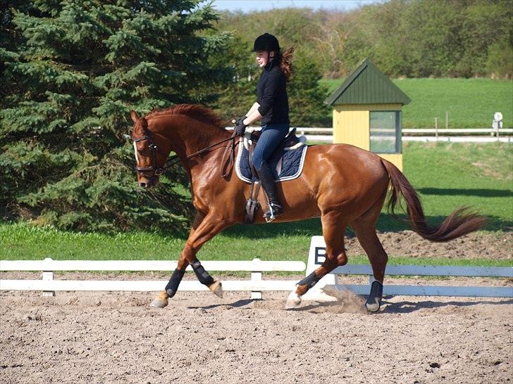 Oldenborg RYTTERGAARDENS PASCAL - April 2011 billede 2