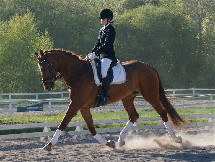 Oldenborg RYTTERGAARDENS PASCAL - Marts 2011: Første LB2 og LA1 - 67,78% og 65,66% - 1. plads og 3. plads! billede 8