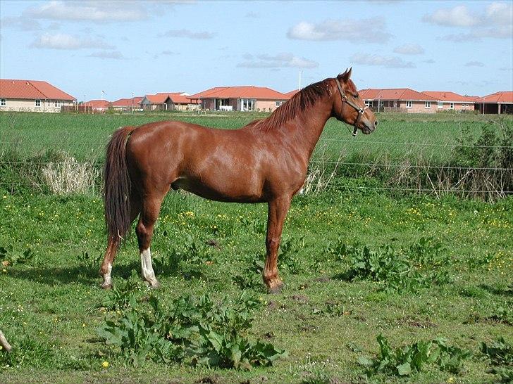 Oldenborg RYTTERGAARDENS PASCAL billede 11