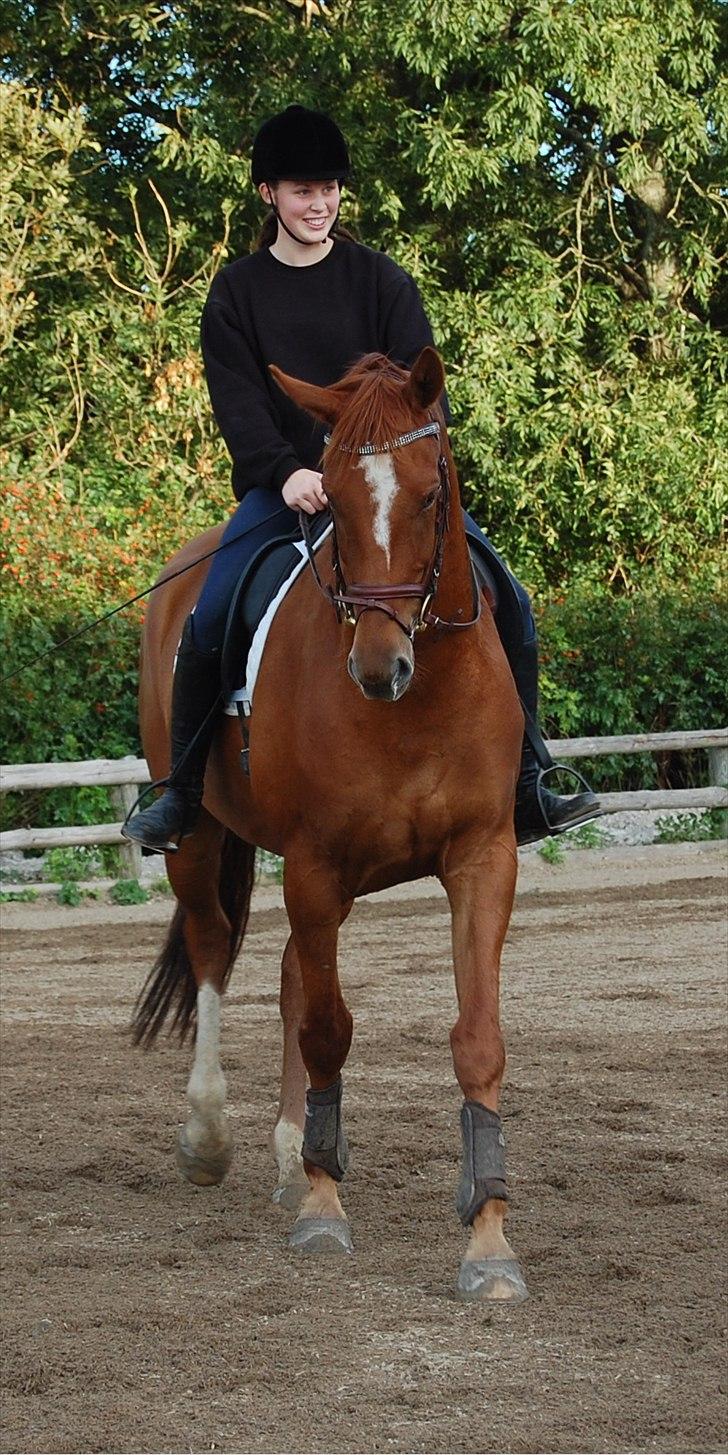 Oldenborg RYTTERGAARDENS PASCAL - September 2010: Du gør mig så glad hesti-besti! :D billede 12