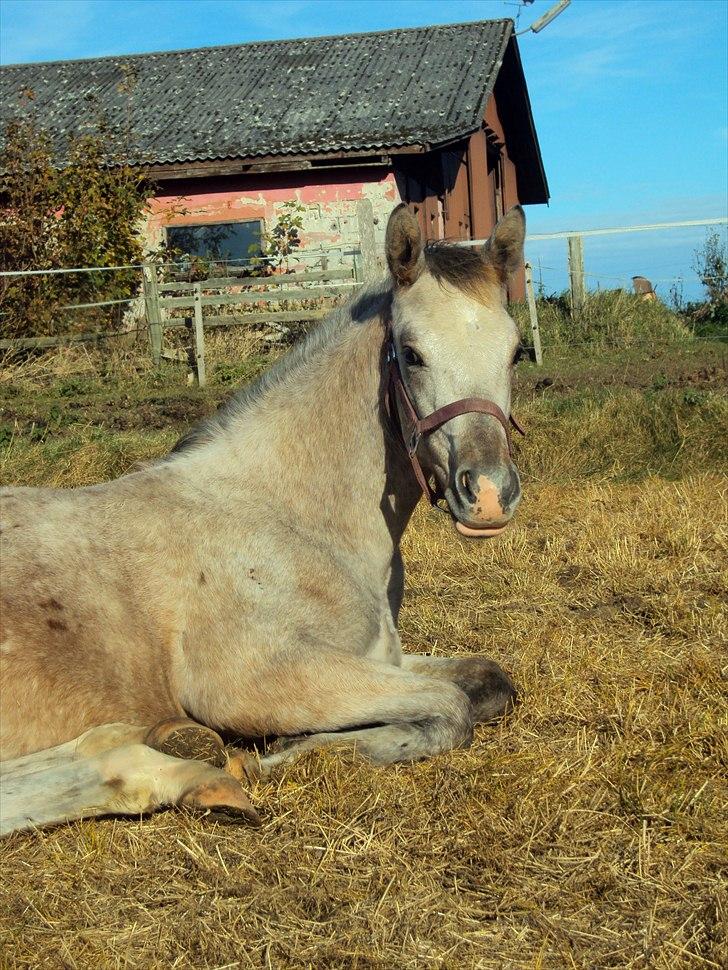 Anden særlig race Royal Z Surprise billede 15