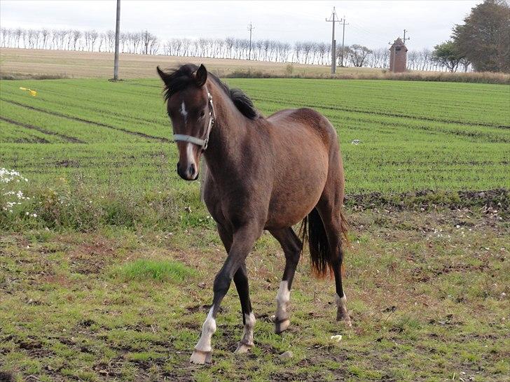 DSP Stidsbjergs Night Whisper - D. 17.10.10 billede 2