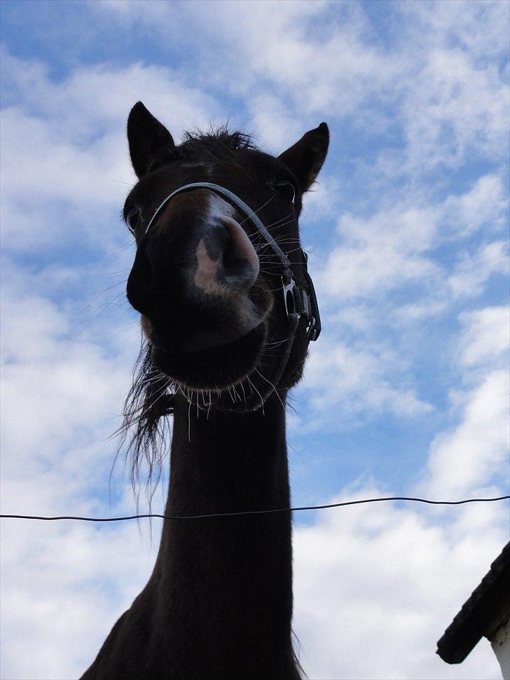 DSP Stidsbjergs Night Whisper - D. 17.10.10 billede 3