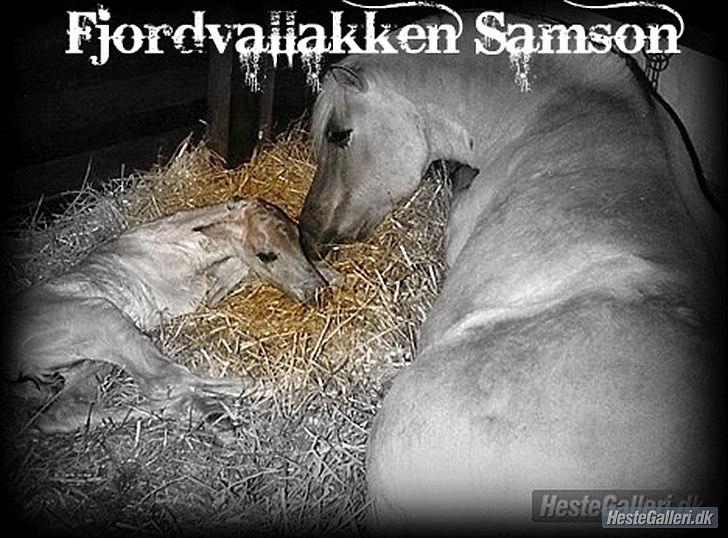 Fjordhest Boy (Samson) R.I.P - samson blev født 16-3-1986 billede 1