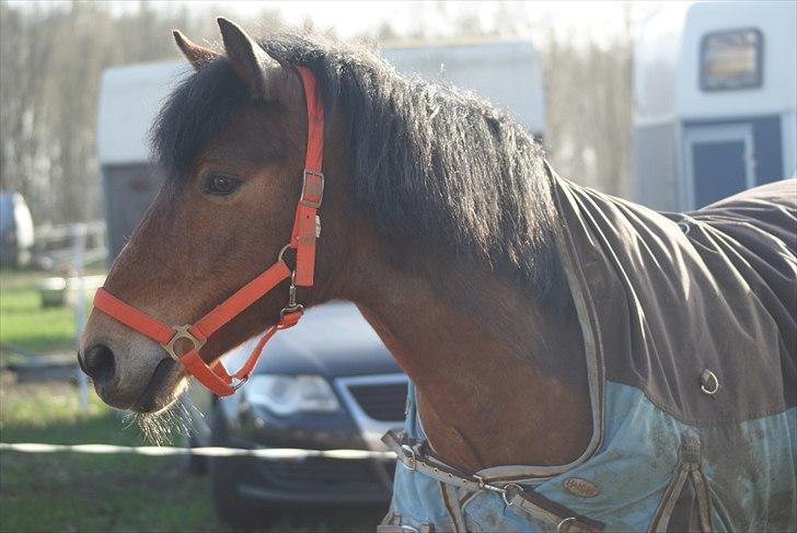 New Forest Luxie - April 2011, smukke :-) tak for kigget! billede 19