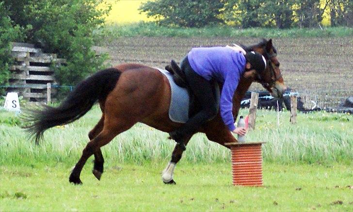 New Forest Luxie - Maj 2011, games :D foto: amalius billede 14