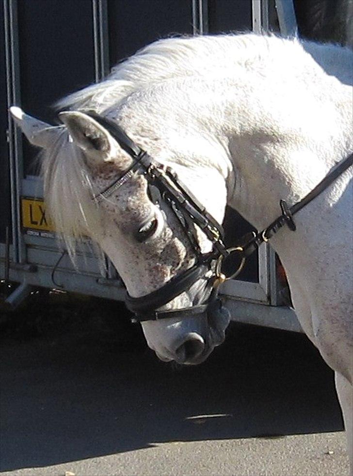 Anden særlig race Chapplin <3 Solgt :-( - Smukke!! billede 7