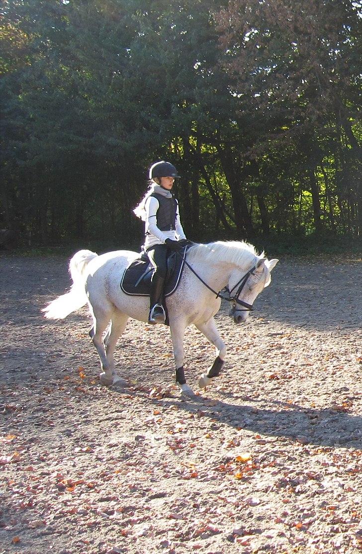 Anden særlig race Chapplin <3 Solgt :-( - dressur i parken!! billede 8