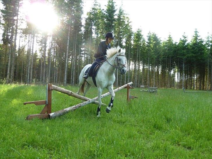 Welsh Pony (sec B) Korreborgs Figaro - Springer med min storebror!! billede 7