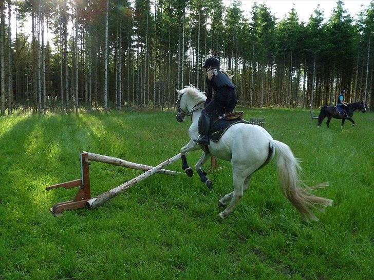 Welsh Pony (sec B) Korreborgs Figaro - jubiiiiii!! billede 8