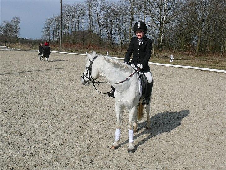 Welsh Pony (sec B) Korreborgs Figaro - Hvem er det? billede 9