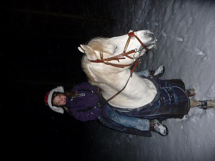 Welsh Pony (sec B) Korreborgs Figaro - Glædelig jul:) billede 10