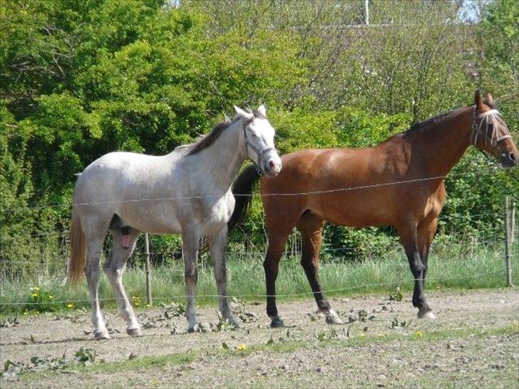 Dansk Varmblod Saxo Special - saxo´s mor og far på kærlighedsferie... billede 22