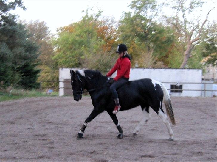Pinto Melanie - sleep tight :') - Dressur uden saddel - går flot :) 14. okt. 2010 billede 15