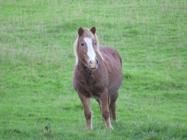 Islænder | Kvika RIP - 17/10-2010-Dagen inden aflivning<3 billede 11