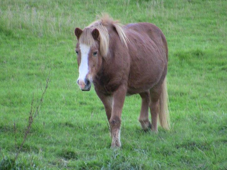 Islænder | Kvika RIP - 17/10-2010-Dagen inden aflivning<3 billede 12