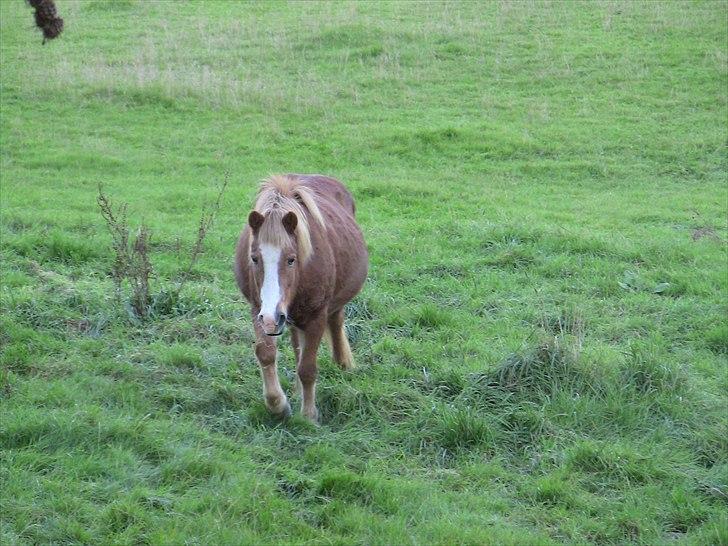 Islænder | Kvika RIP - 17/10-2010-Dagen inden aflivning<3 billede 13