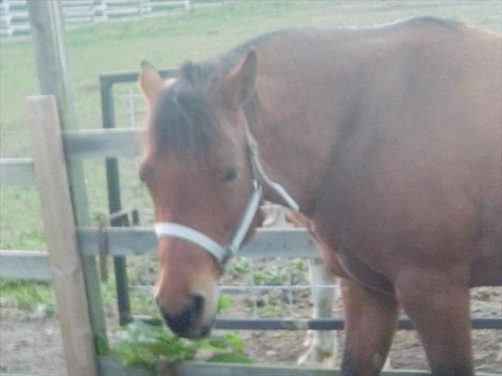 Anden særlig race Pretty Princess SOLGT billede 14