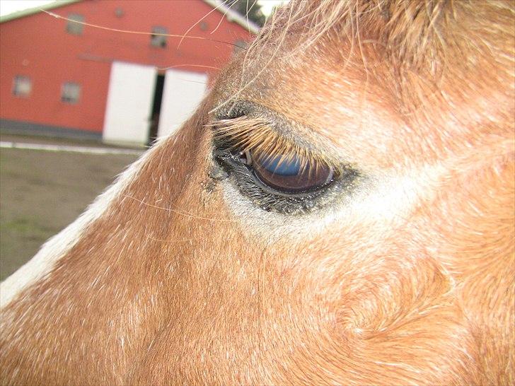 Islænder | Kvika RIP - Smukt øje<3 17/10-2010-Dagen inden aflivning<3 billede 16