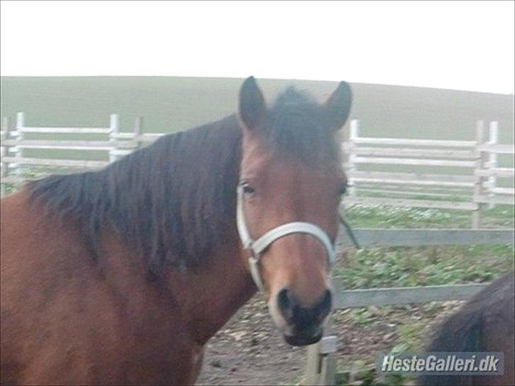 Anden særlig race Pretty Princess SOLGT billede 15