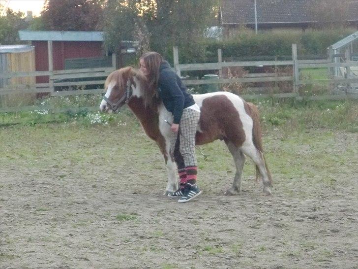 Anden særlig race Brilliant SOLGT billede 14