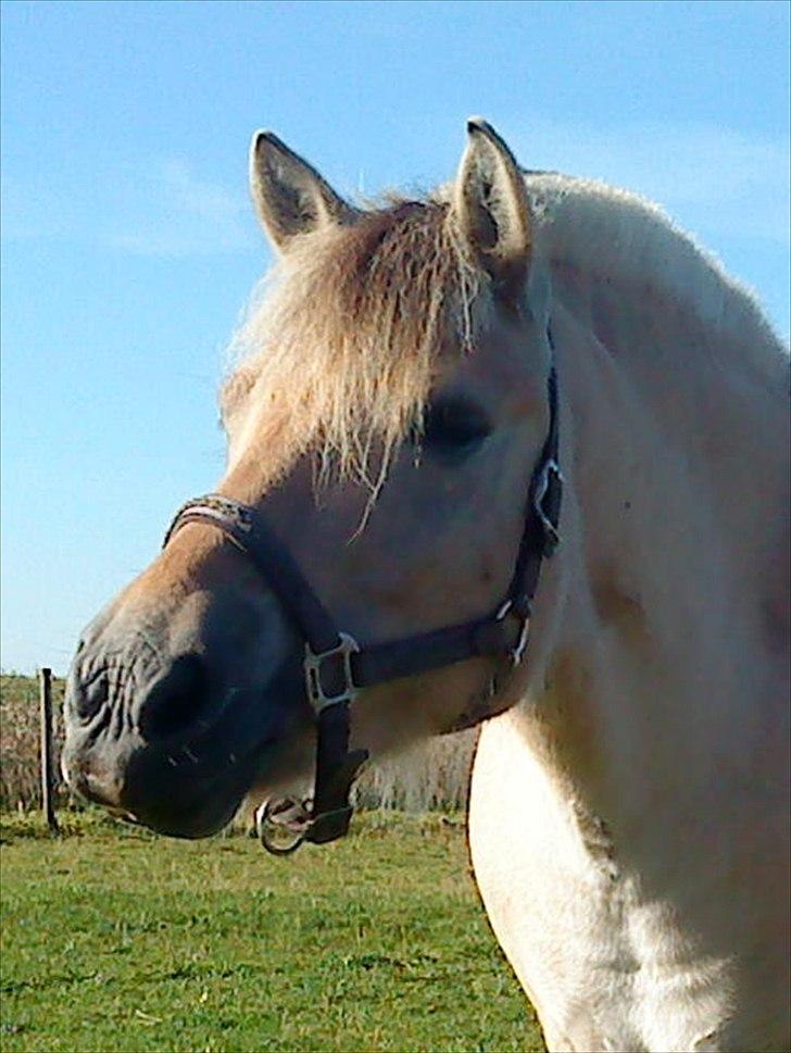 Fjordhest Duna billede 1