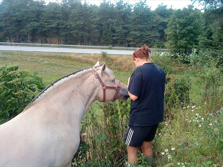 Fjordhest Duna - Her spiser Duna hindbær billede 2