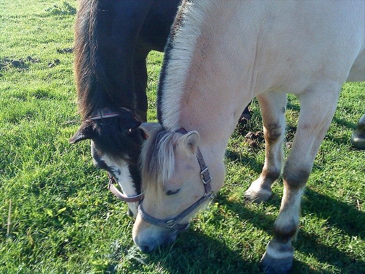 Fjordhest Duna - Samba og Duna deler alt , hvis altså Samba er hurtig nok. billede 3