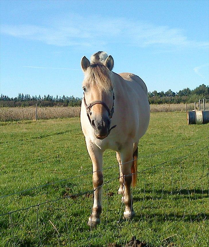 Fjordhest Duna billede 4