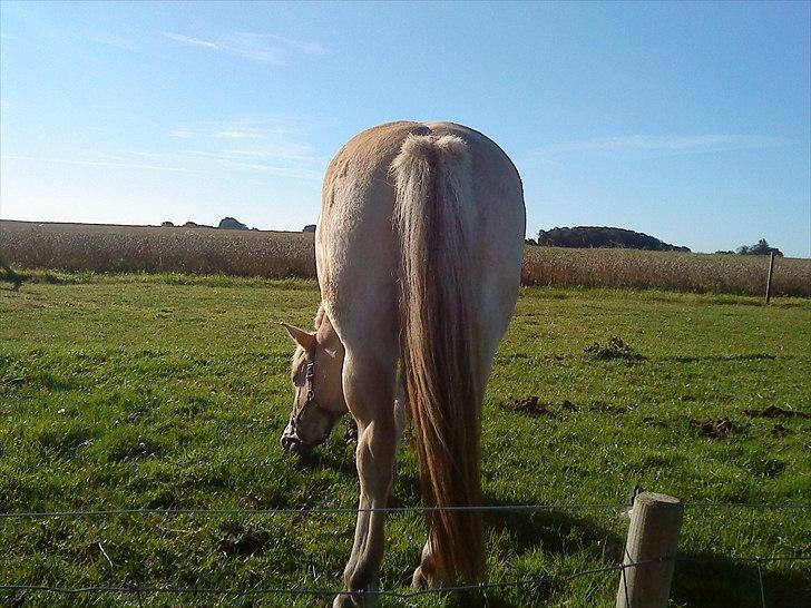 Fjordhest Duna - typisk fjordheste r.. billede 5