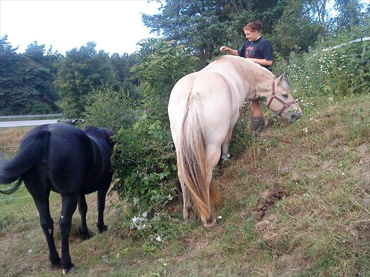 Fjordhest Duna - Duna er altædende  når der ikke er flere hindbær så ryger hele busken billede 6